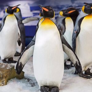 Kelly Tarlton's Sea Life Aquarium (1/2)