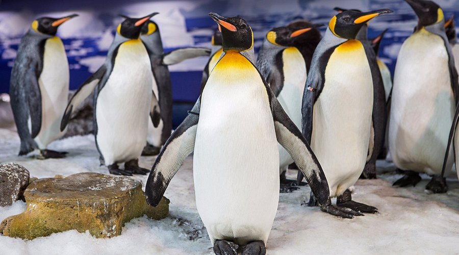 Kelly Tarlton's Sea Life Aquarium (1/2)