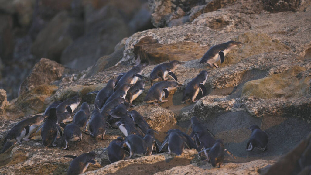 Oamaru Blue Penguin Colony (1/2)
