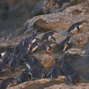 Oamaru Blue Penguin Colony (1/2)