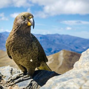 Zealandia by night (1/5)